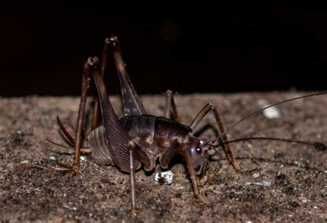 How to get rid of cave crickets. Things To Know About How to get rid of cave crickets. 